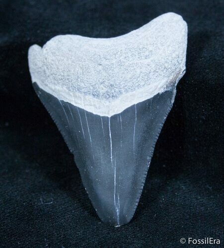 Inch Bone Valley Megalodon Tooth #1439